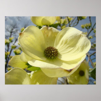 Dogwood Flowers art-avtryck White Dogwood Träd Poster