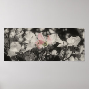 Dogwood Flowers Partial Färg Poster