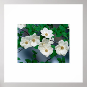 Dogwood Flowers Poster