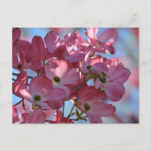 Dogwood Flowers Vykort