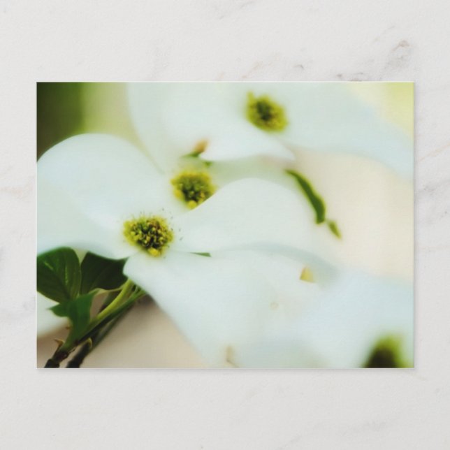 Dogwood Flowers-vykort Vykort (Framsida)