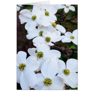 Dogwood Hälsningskort