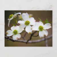 Dogwood i blom