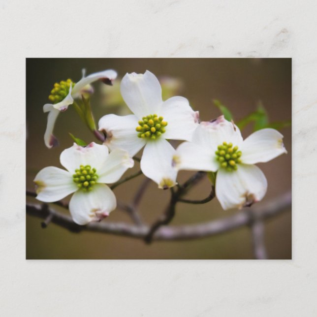 Dogwood i blom vykort (Framsida)