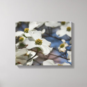 Dogwood i Bloom Canvastryck