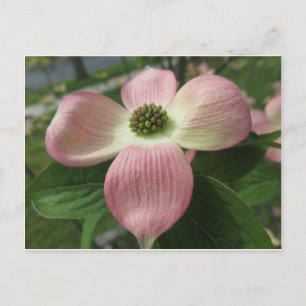Dogwood Kor Vykort