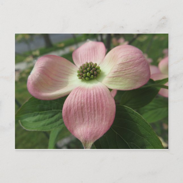 Dogwood Kor Vykort (Framsida)