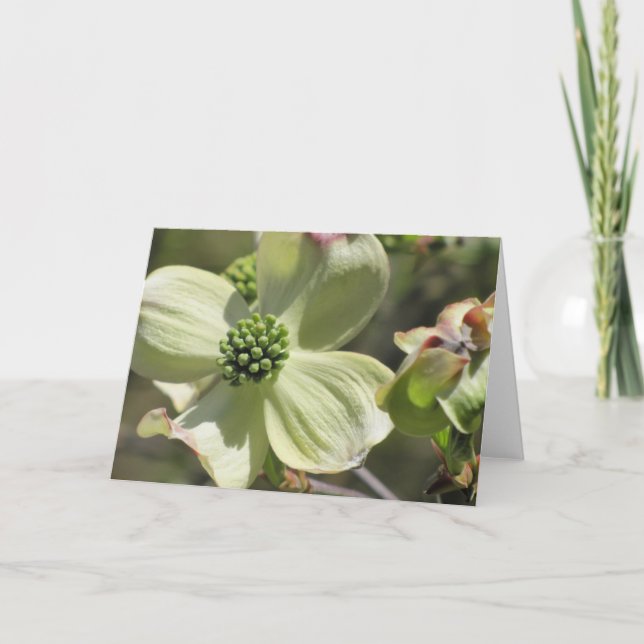 Dogwood Kort (Framsida)