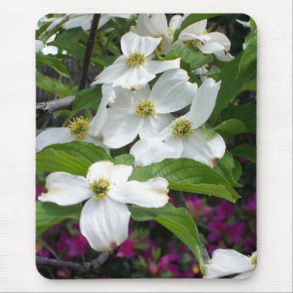 dogwood musmatta