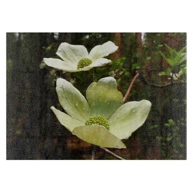 Dogwood och Redwood i Yosemite National Park (Framsidan)