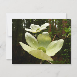 Dogwood och Redwood i Yosemite National Park