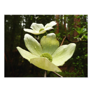 Dogwood och Redwood i Yosemite National Park Fototryck