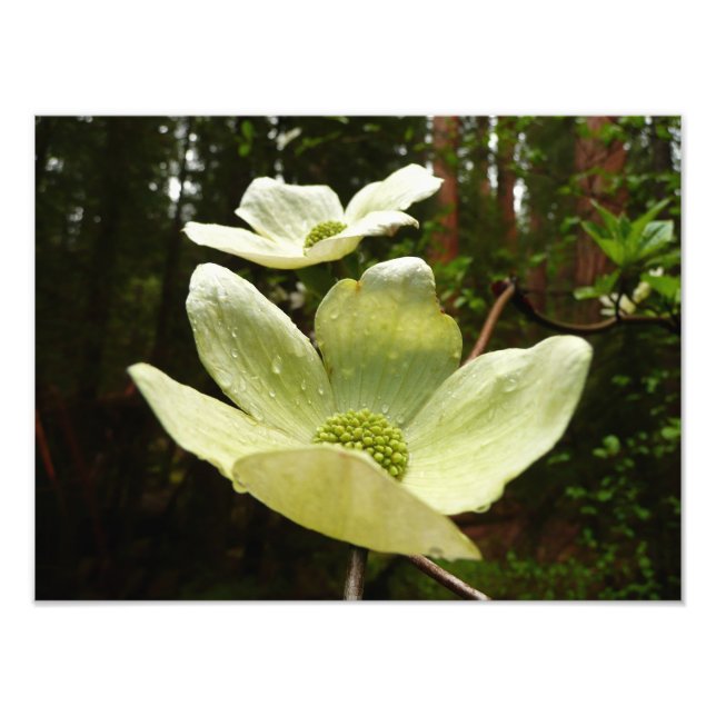 Dogwood och Redwood i Yosemite National Park Fototryck (Framsidan)