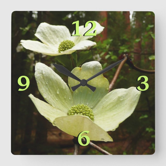 Dogwood och Redwood i Yosemite National Park Fyrkantig Klocka (Framsida)