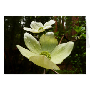 Dogwood och Redwood i Yosemite National Park Hälsningskort
