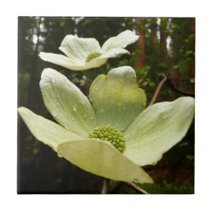 Dogwood och Redwood i Yosemite National Park Kakelplatta