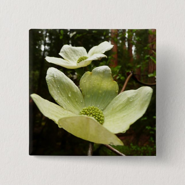 Dogwood och Redwood i Yosemite National Park Knapp (Framsida)