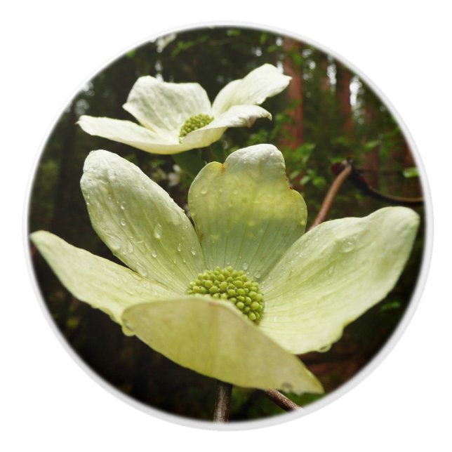 Dogwood och Redwood i Yosemite National Park Knopp (Framsidan)