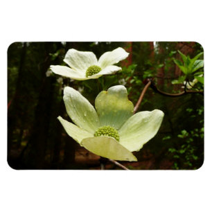 Dogwood och Redwood i Yosemite National Park Magnet