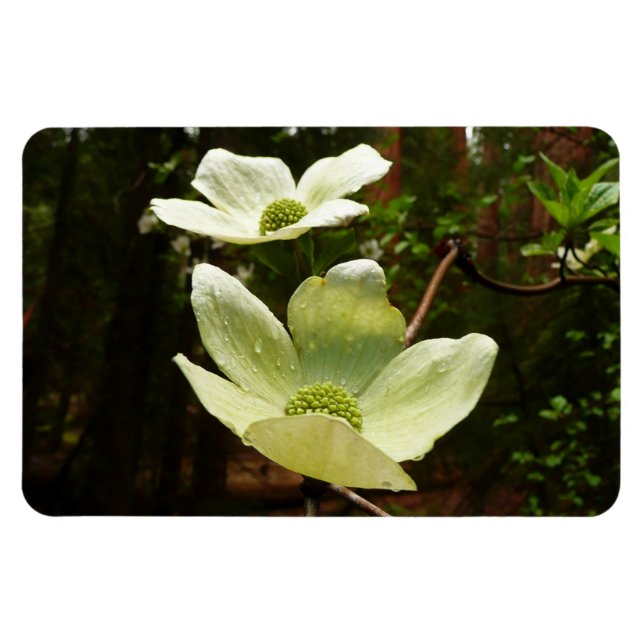 Dogwood och Redwood i Yosemite National Park Magnet (Horisontell)