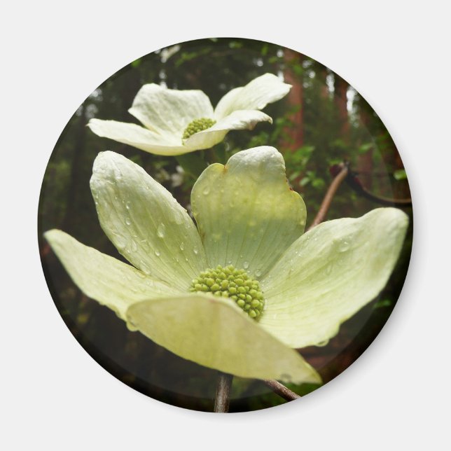 Dogwood och Redwood i Yosemite National Park Magnet (Framsidan)