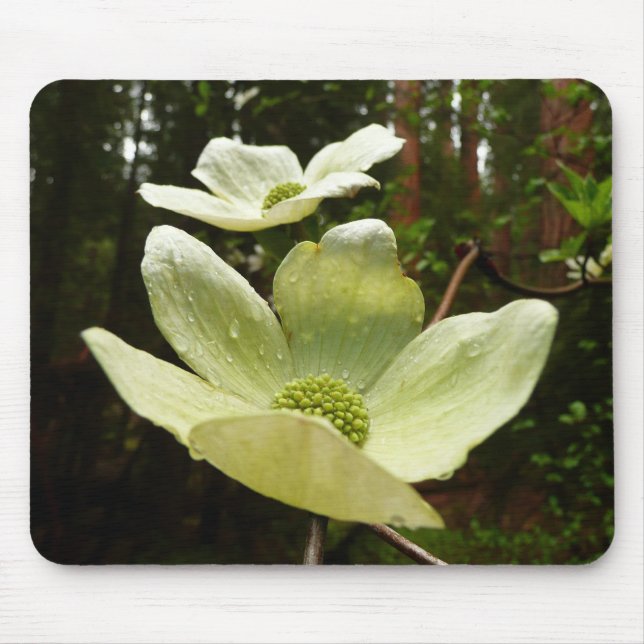 Dogwood och Redwood i Yosemite National Park Musmatta (Framsidan)
