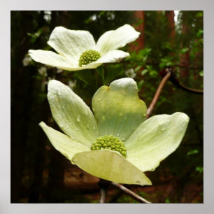 Dogwood och Redwood i Yosemite National Park Poster