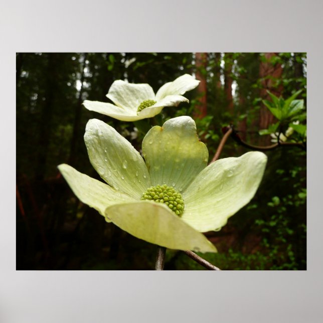 Dogwood och Redwood i Yosemite National Park Poster (Framsidan)