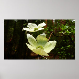 Dogwood och Redwood i Yosemite National Park Poster