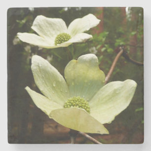 Dogwood och Redwood i Yosemite National Park Stenunderlägg