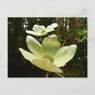 Dogwood och Redwood i Yosemite National Park Vykort