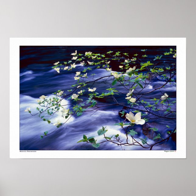 Dogwood over Merced River Yosemite Poster (Framsidan)