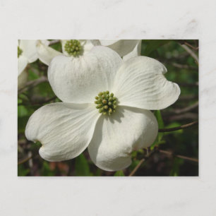Dogwood-postkort Vykort