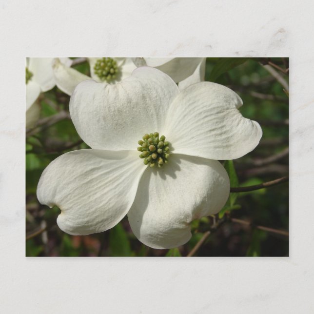 Dogwood-postkort Vykort (Framsida)