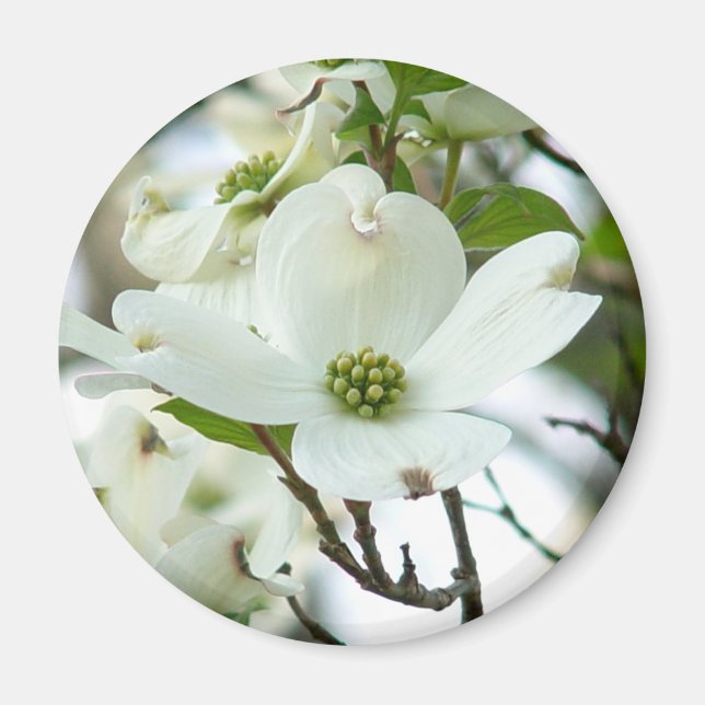 Dogwood Träd Flower Magnet (Framsidan)