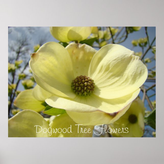 Dogwood Träd Flowers art skriver ut Gult Dogwood Poster (Framsidan)