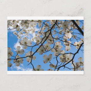 Dogwood Träd Flowers, Ohio Vykort