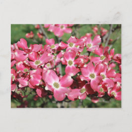 Dogwood Träd i Bloom Vykort