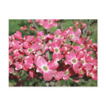 Dogwood Träd i Bloom