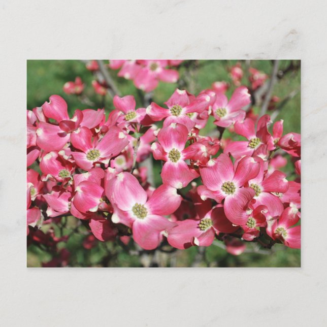 Dogwood Träd i Bloom Vykort (Framsida)