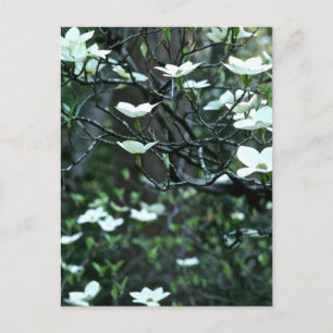 DOGWOOD TRÄD I VÅR BLOOM VYKORT