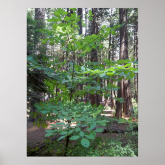 Dogwood Träd Poster