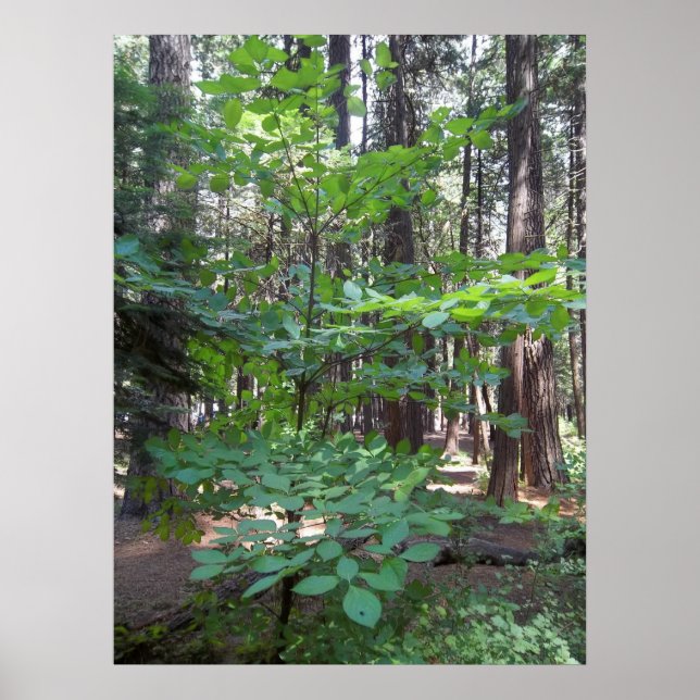 Dogwood Träd Poster (Framsidan)