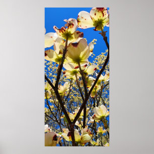 Dogwood Träd Poster