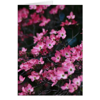 Dogwood Träd Rosa Flower Hälsningskort