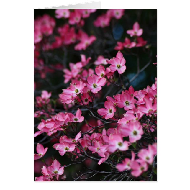 Dogwood Träd Rosa Flower Hälsningskort (Framsidan)