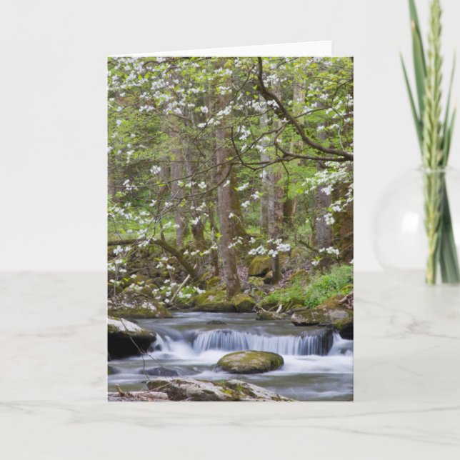 Dogwood Träd | Underbart rökigt berg, Tennessee Kort (Framsida)