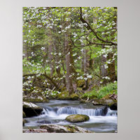 Dogwood Träd | Underbart rökigt berg, Tennessee