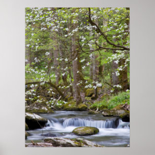 Dogwood Träd Underbart rökigt berg, Tennessee Poster