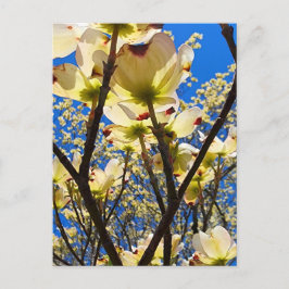 Dogwood Träd Vykort